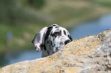 DOGUE ALLEMAND 093